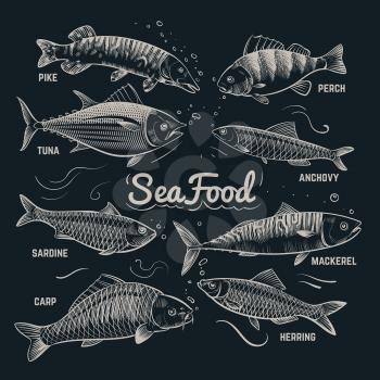 Sketch fishes seafood. Herring, trout, flounder, carp, tuna, sprat hand drawn outline fish vector collection in vintage style. Sea fish menu banner, herring and carp, sardine and anchovy illustration