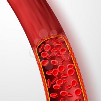 Human blood vessel with red blood cells. Blood vein with macro erythrocytes in plasma isolated vector illustration. Vessel system, flow blood human, cardiovascular microscopic