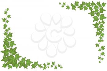 Decorative green ivy wall climbing plant vector frame. Foliage decoration wall, branch frame green leaf illustration