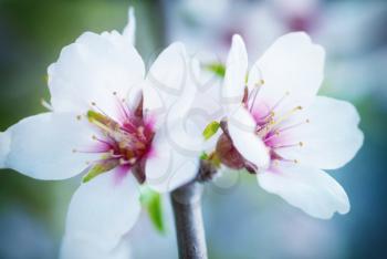 Almond white flowers with the soft background. Soft focus