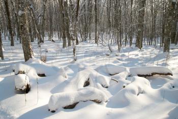 Winter icy landscape with bright shining day