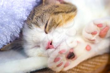 Cute little kitten with pink paws sleeps on a blanket 