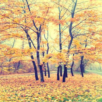 Beautiful autumn forest in the park with yellow and red trees
