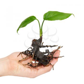 Young green plant in hand isolated on white.