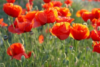 Field of beautiful red poppies with green grass