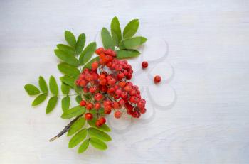 The branch of the mountain ash on a white wooden background.