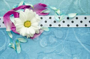 Wooden turquoise surface with chamomile, colorful flower petals and white spotted ribbon. Beautiful template for your design.