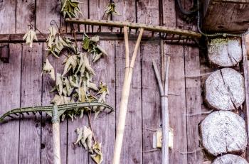 Wooden wall of the rural hut with wooden agricultural implements. Old rakes. Farm tools equipment.
