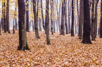 A photo with graphic trees of various breeds. An autumn forest landscape.