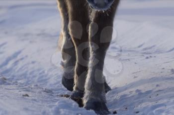 Yakut horses in the winter in the snow. The breed of Yakut horses.