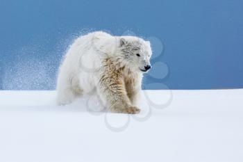 Polar bear, northern arctic predator. Polar bear in natural habitat.