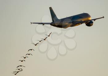 A flock of birds flying after the plane. Flight of birds near the airport