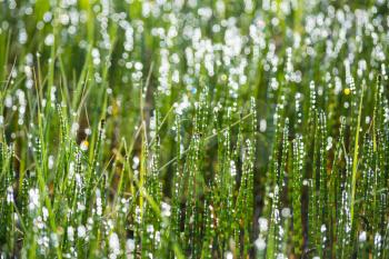 Defocused grass with morning dew. Bokeh background. Lightbulb background. Nature background