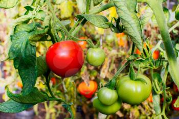 Bush of ripe red tomato growing in open ground. Tomatoes in vegetable garden. Cultivated fresh vegetables. Tomato  growing in garden.