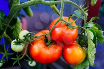 Bush of ripe tomatoes growing in garden. Tomatoes in vegetable garden. Cultivated fresh vegetables. 
