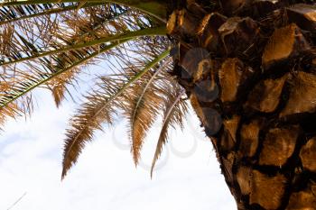 Tropical Sunny Day, Green and Breezy wood, Coconut for a vacations, Beautiful Palm at the beach, Shining Sky over the Sand, Coastline Trip over the coconut trees.