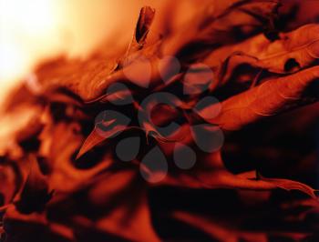 Dried autumn leaves. Closeup image. 3D rendering