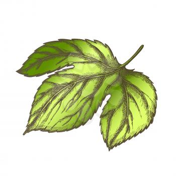 Hop Leaf At Base Is Palmate Three-lobed Vector. Leaf Deeply Heart-shaped With Ovate, Pointed Lobes And Along Edge Of Large-blade, Opposite And Long-petiolate Color Illustration