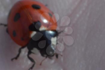 Forest insects close up on macro shot