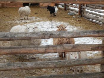 Sheep and sheep in the aviary on the farm