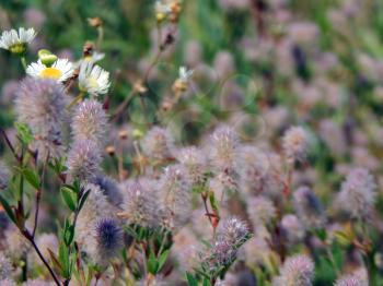 Wildflowers on the field