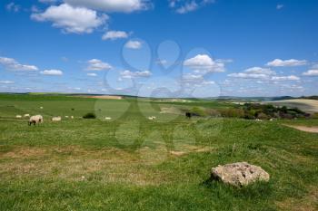 Sheep at Home in the Rolling Sussex Countryside