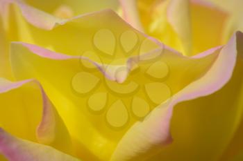 Yellow Rose (Peace)