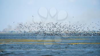Great Cormorants (phalacrocorax carbo) in flight in the Danube Delta