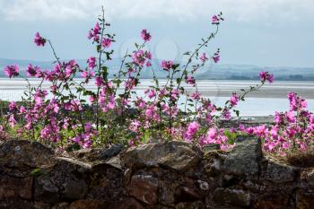 Mallow Growing behind a Stone Wall on Holy Island