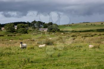 View of a Cumbrian Sheep Farm