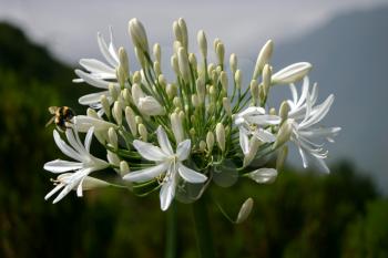 Wild White Agapanthus (Agapanthaceae} by the Roadside in Madeira