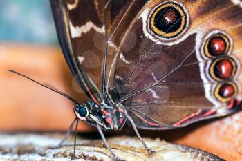 Blue Morpho Butterfly ( Morpho peleides) Feeding on Rotting Fruit