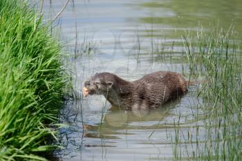 Eurasian Otter (Lutra lutra) in natural habitat