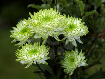 Bunch of Unusual Green and White Chrysanthemums