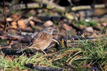 Hedge Accentor on the Canopy Floor