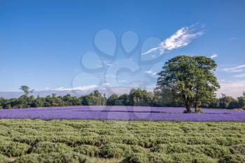 Lavender Field in Banstead Surrey