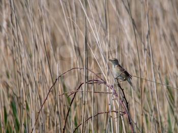 Reed Warbler (Acrocephalus scirpaceus) at Covehithe in Suffolk