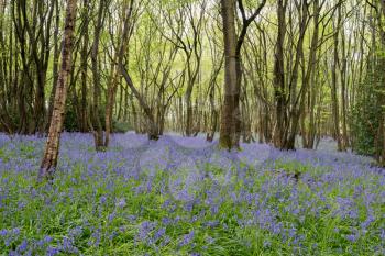 Sussex Bluebells