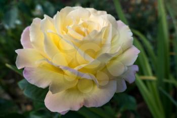 Yellow Rose (Peace)