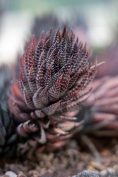 View of a red Haworthia succulent plant
