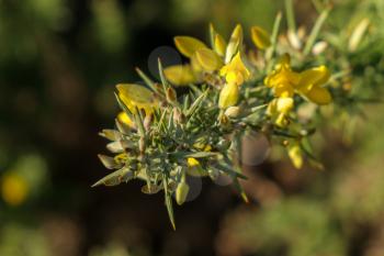 Common Gorse (Ulex europaeus)