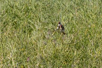 A pair of Goldfinches perched in a field of Rapeseed