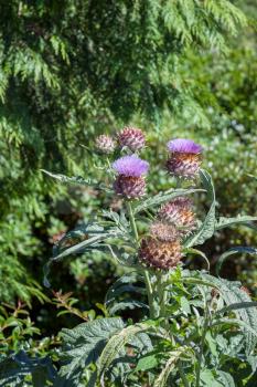 Thistle flowering on a summer's day in New Zealand