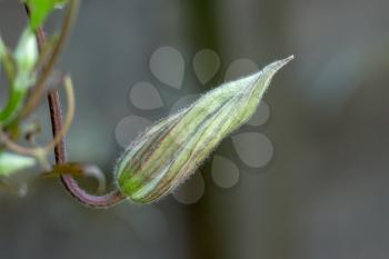 Clematis bud about to bloom in summertime