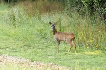 Alert young male European Roe Deer (Capreolus capreolus)