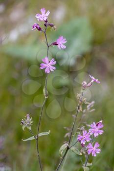 Red Campion (Silene dioica) flowering in the Dolomites