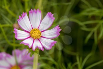 Garden Cosmos (Cosmos bipinnatus Cav.) growing and flowering in a garden in Italy