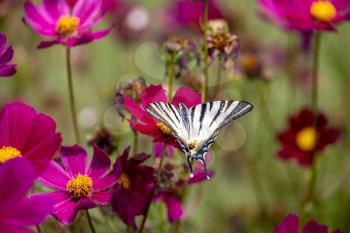 Swallowtail butterfly feeding on a Cosmos flower at Bergamo in Italy