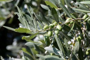 Olive tree (Olea europaea) growing in Bergamo Italy