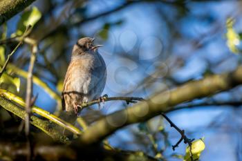 Hedge Accentor (Dunnock) in a hedge in Sussex